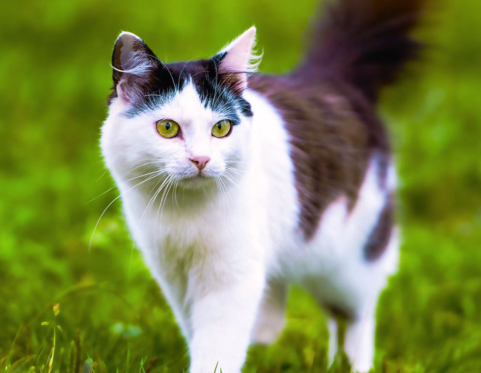 black and white cat walking on the grass