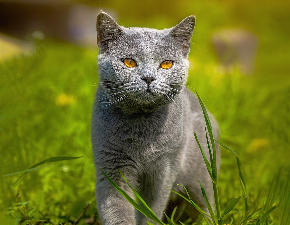 gray shorthair british cat walks green grass