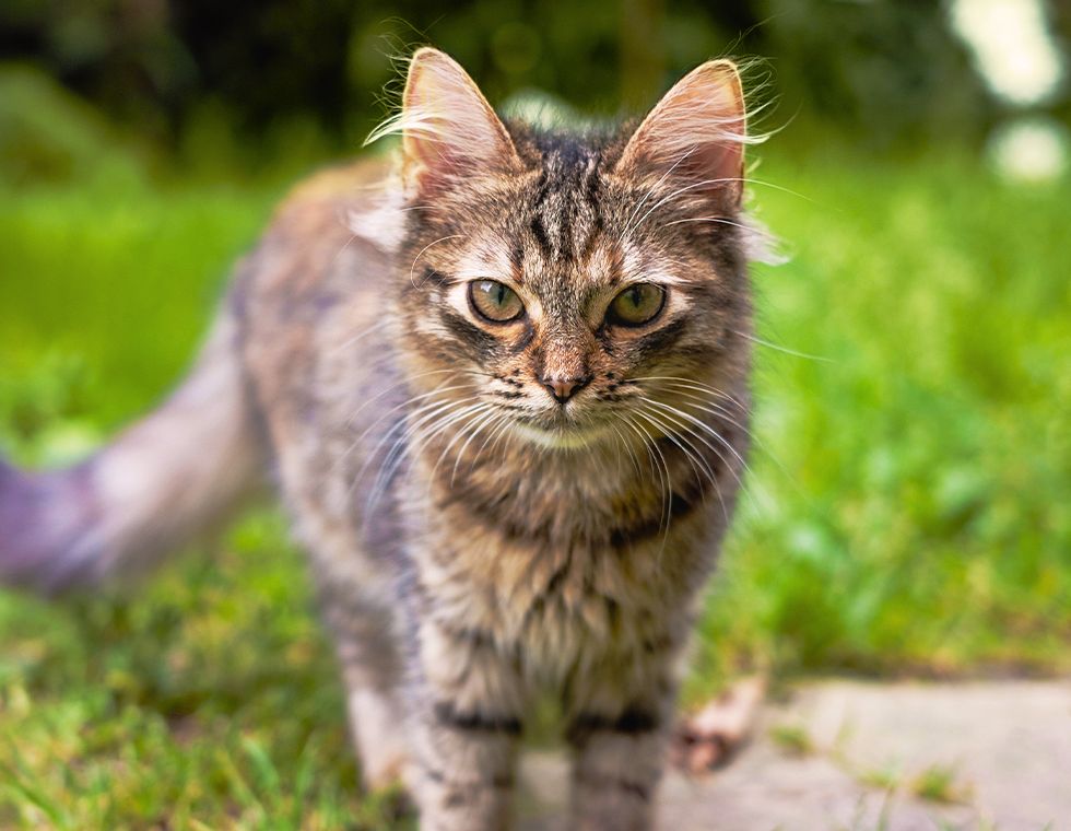 striped kitten walking in the backyard