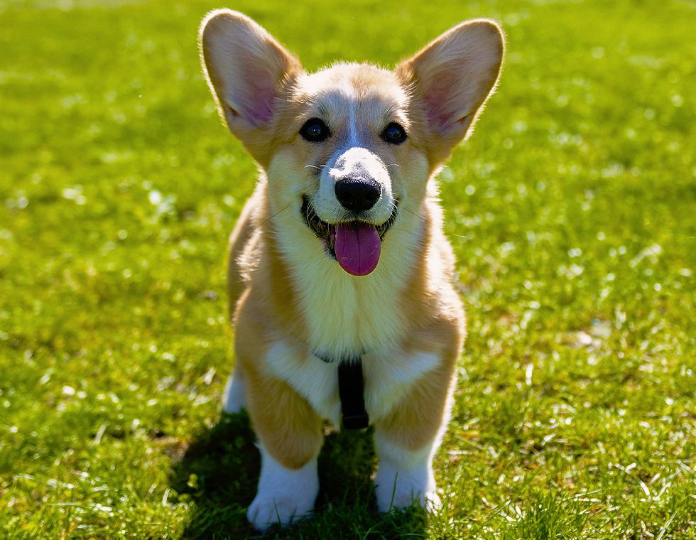 adorable corgi puppy sitting on green grass