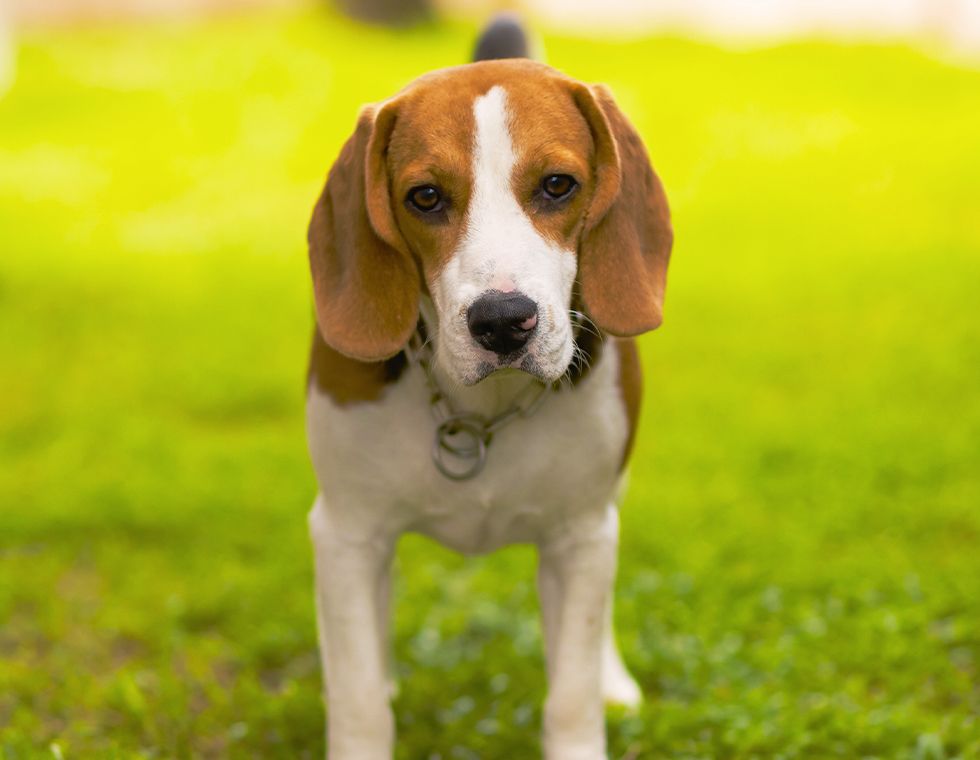 beagle dog standing on green grass