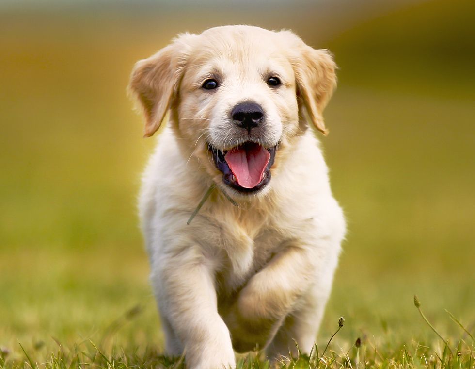 happy golden retriever puppy running