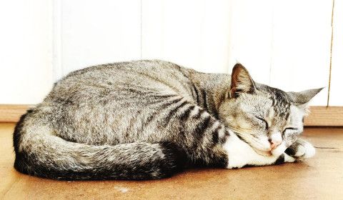 Supporting Your Pet Through Their Final Chapter with Compassion and Care