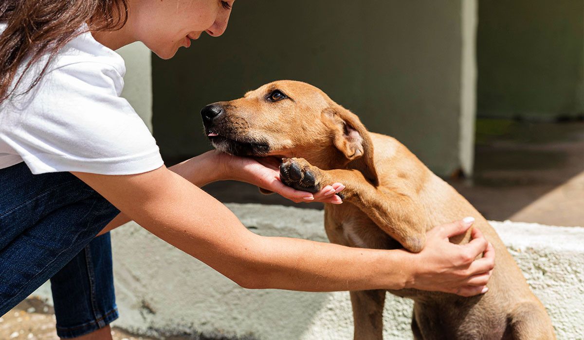 shelter-dog-awaiting-adoption-love