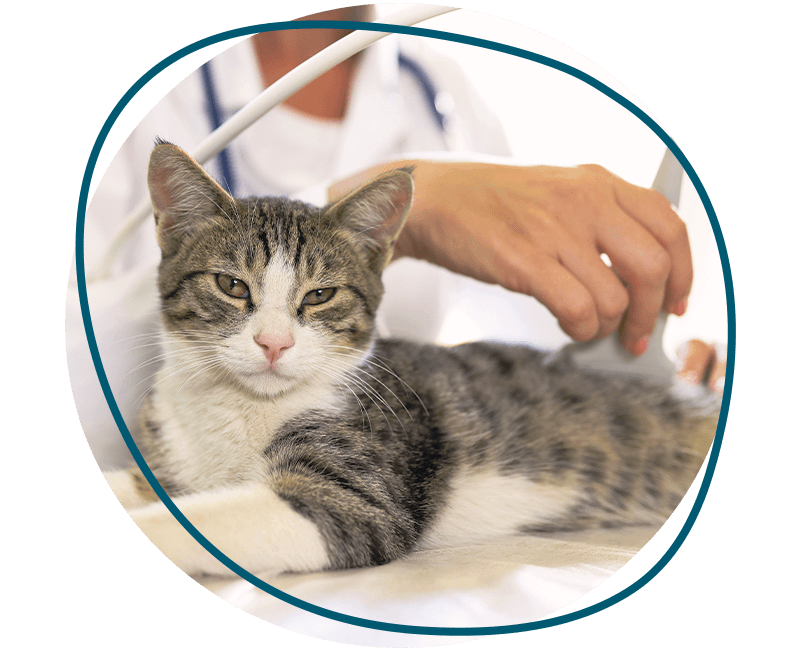 vet performing ultrasound examination on cat