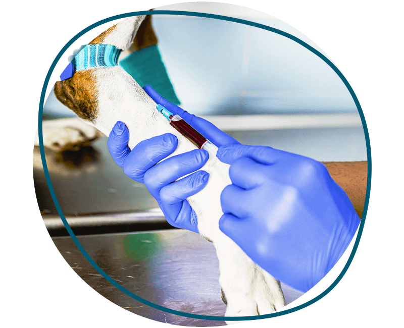 vet taking blood sample from dog