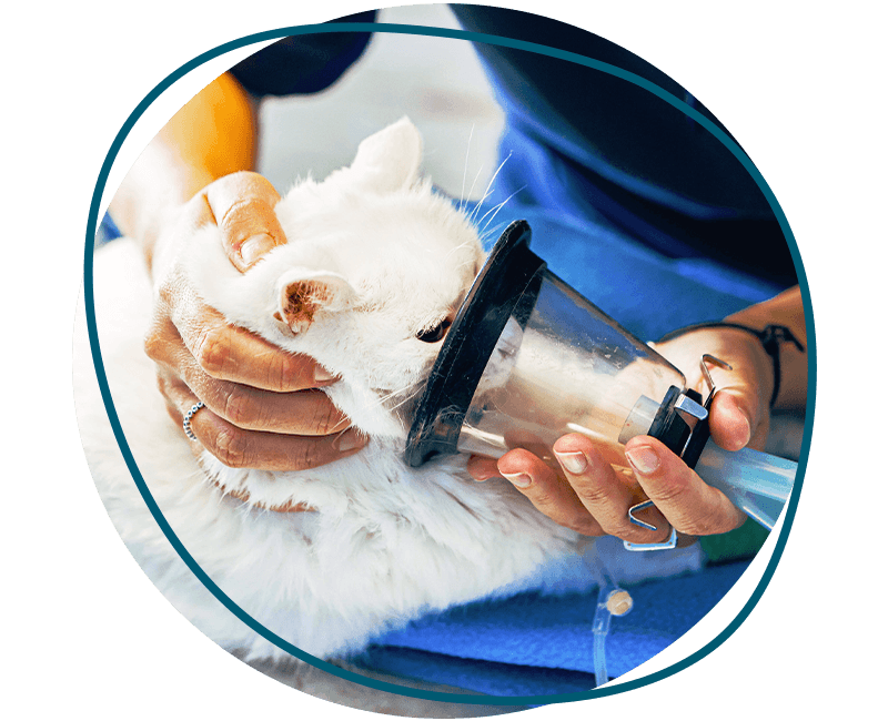 cat being prepared for surgery