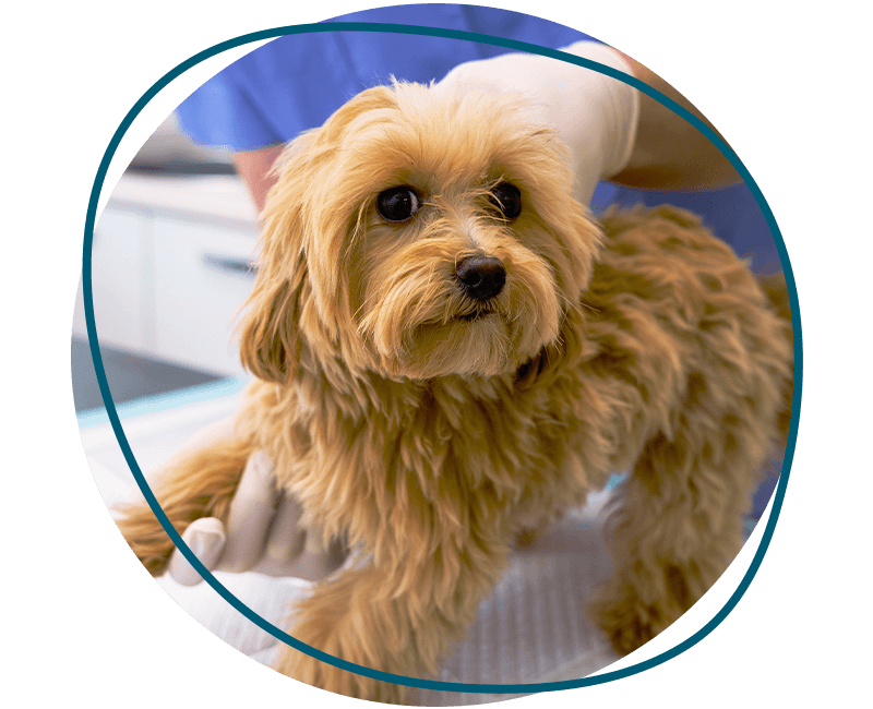 vet checking dog's leg