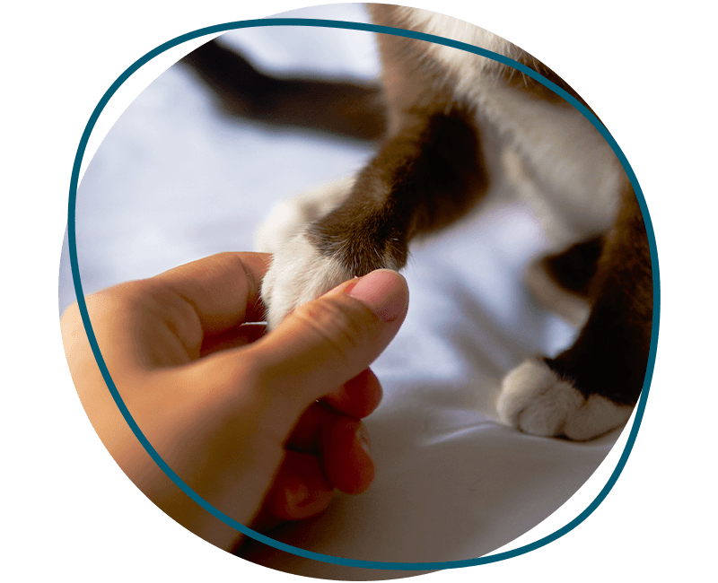 cat owner gently holding their pet's paw