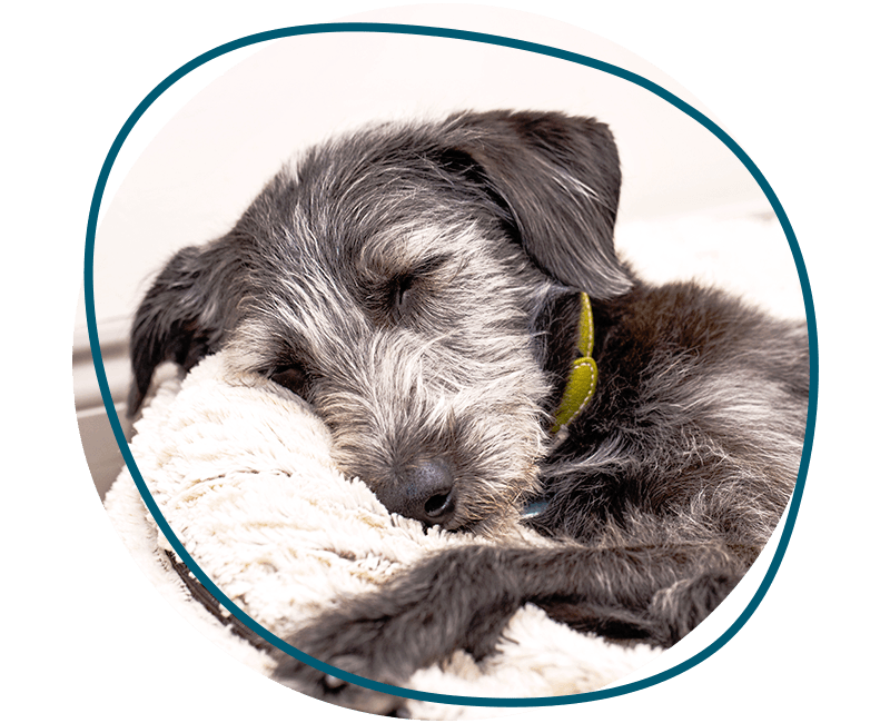 old terrier dog sleeping