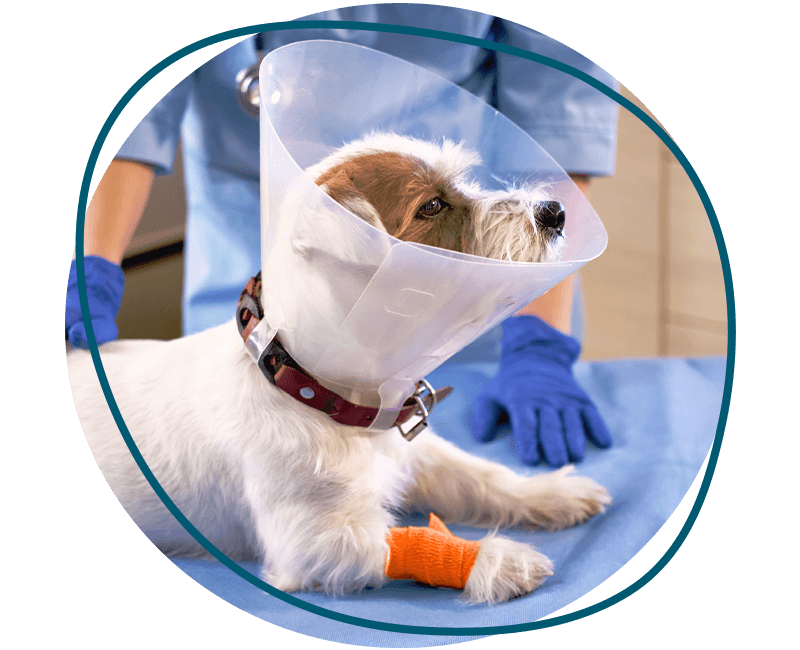 jack russell terrier dog after surgery