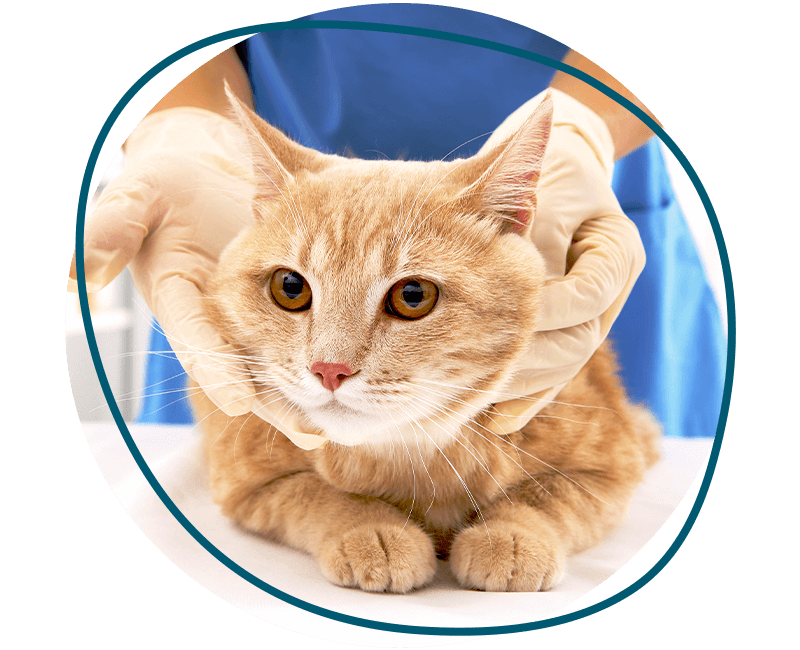 reb tabby cat at the vet