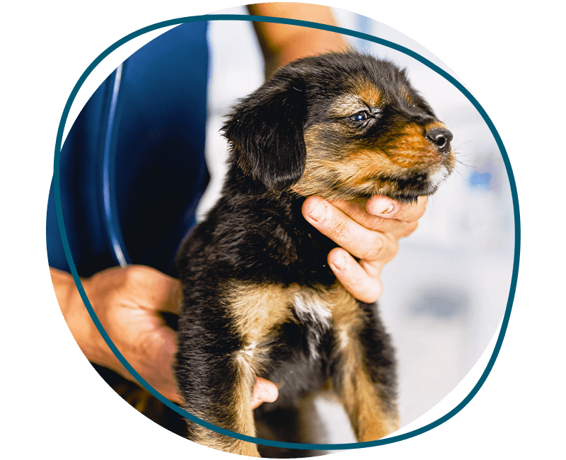 vet checking small furry puppy