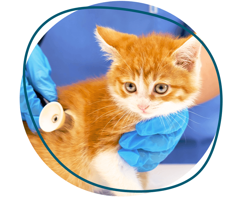 veterinarian listening to a kitten's heartbeat with a stethoscope